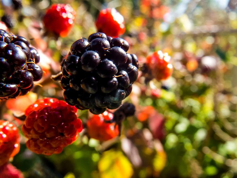 Free stock image of Blackberries created by Janis Urtans