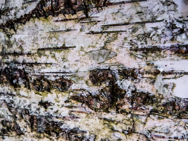 Free stock image of Birch texture created by Janis Urtans