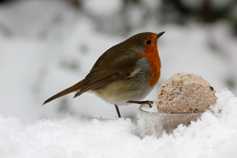 Free stock image of Robin created by paul clifton
