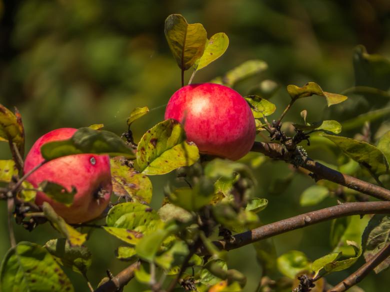 Free stock image of Red apples created by Janis Urtans
