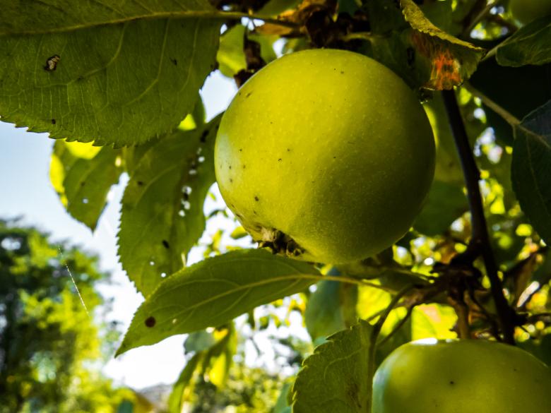 Free stock image of Green apples created by Janis Urtans