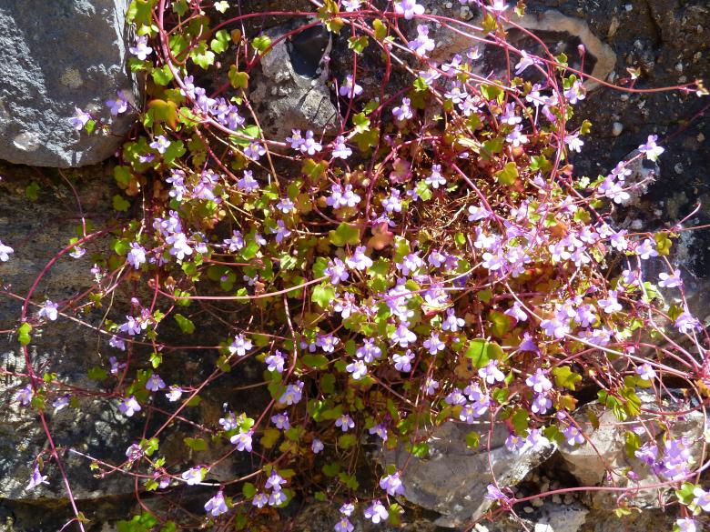 Free stock image of Wild Flowers created by Miss Evita