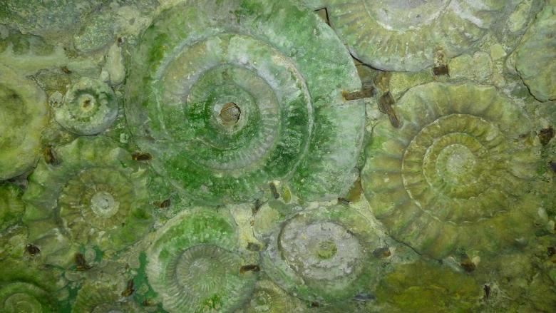 Free stock image of Green Shells in the Rock created by Miss Evita