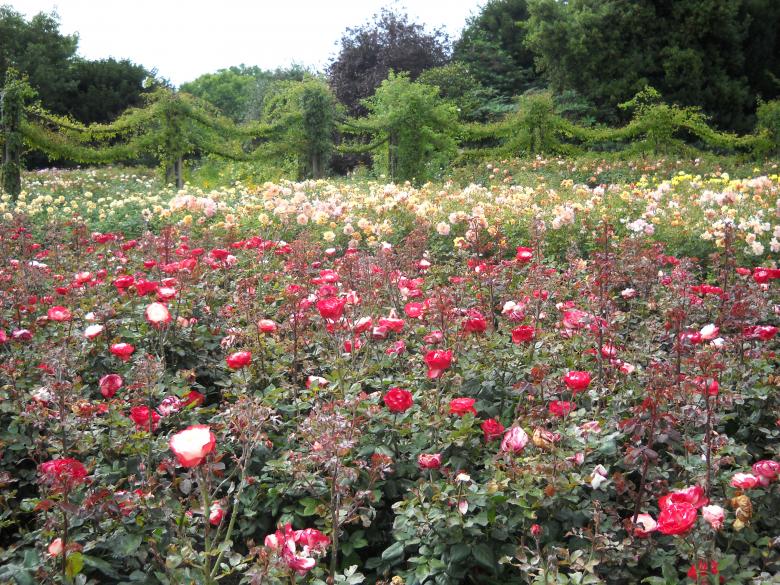 Free stock image of Roses created by Miss Evita