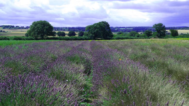 Free stock image of The Lavender Field created by Miss Evita