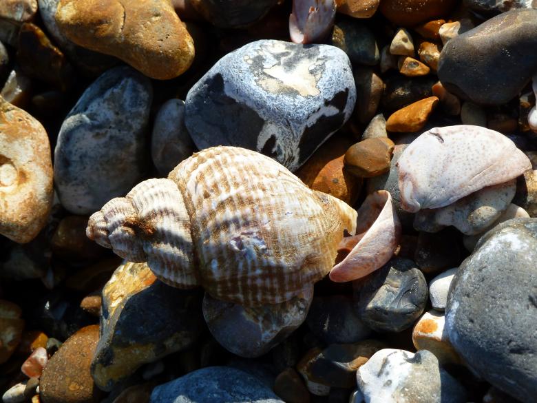 Free stock image of Shells created by Miss Evita
