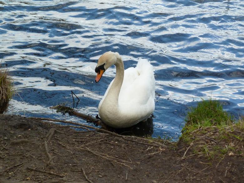 Free stock image of The White Swan created by Miss Evita