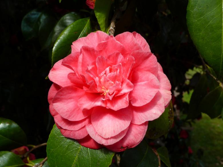 Free stock image of Flower in the Garden created by Miss Evita