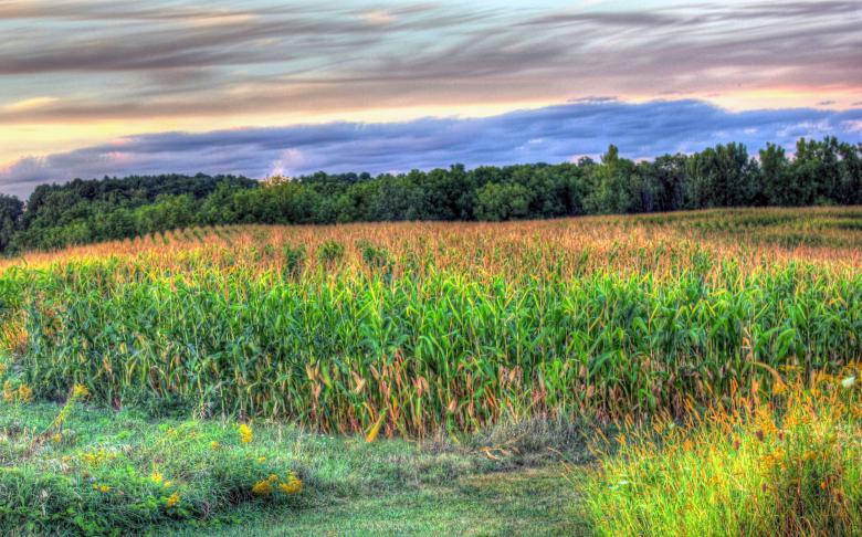 Free stock image of Cornfields at Dusk created by Yinan Chen