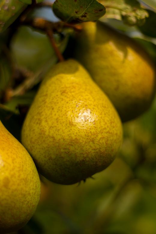 Free stock image of Pears on a branch created by Alen