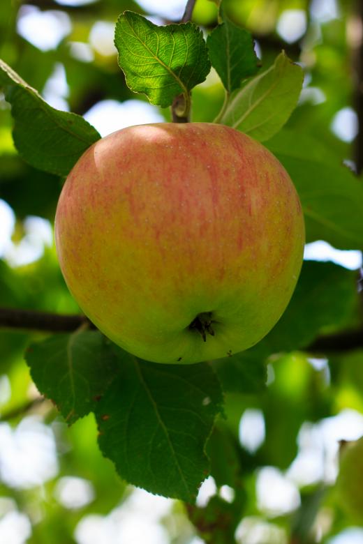 Free stock image of Apple on a branch created by Alen