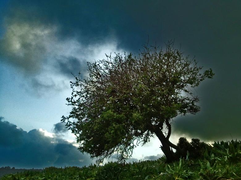 Free stock image of Tree on a background of cloudy Landscape created by Matan Reichman