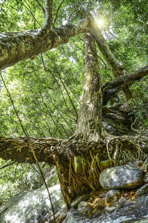 Free stock image of Big branch down but it still alive.. created by DEEPU DAS