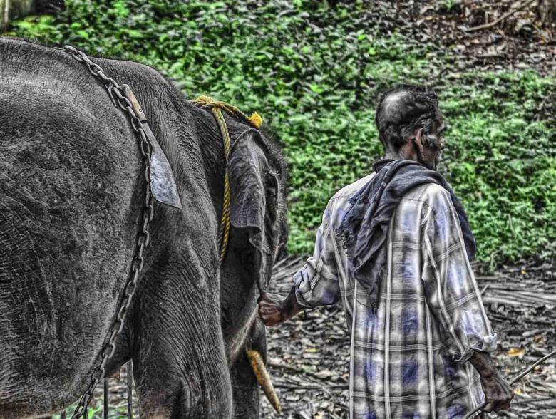 Free stock image of A day with an elephant created by DEEPU DAS