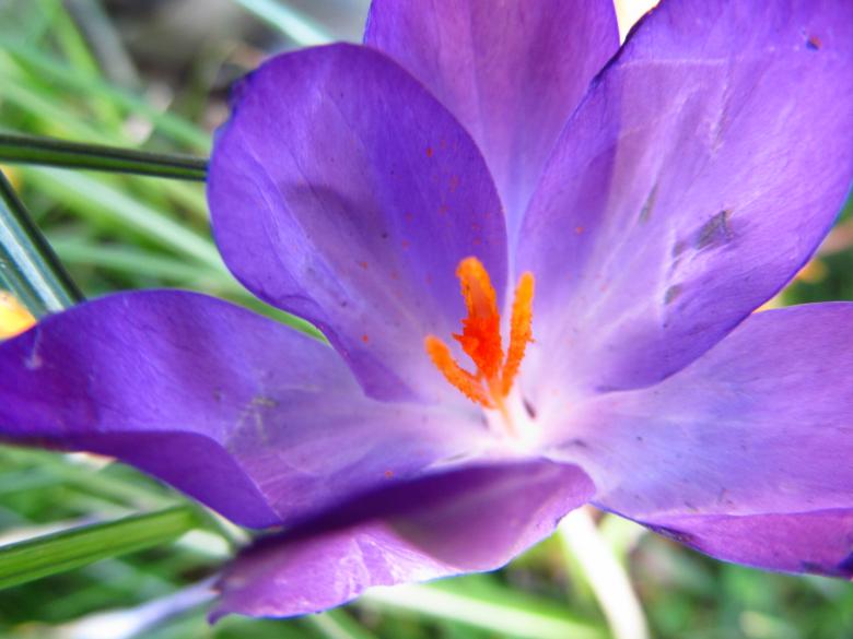 Free stock image of Crocus created by xm.roberta