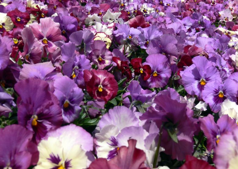Free stock image of Bright garden purple flowers created by Jeremy Low
