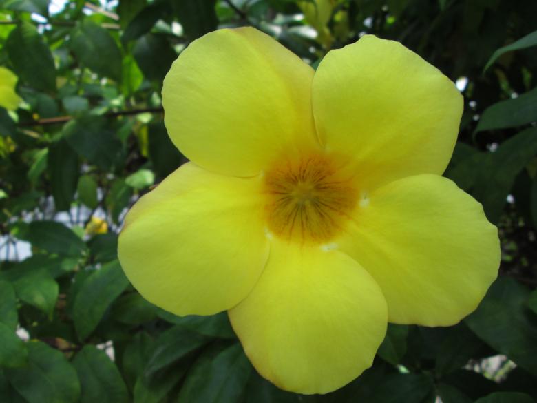 Free stock image of Yellow Flower created by Haryoto