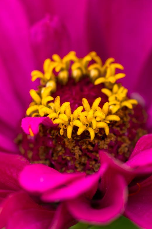 Free stock image of Purple Flower created by Alen