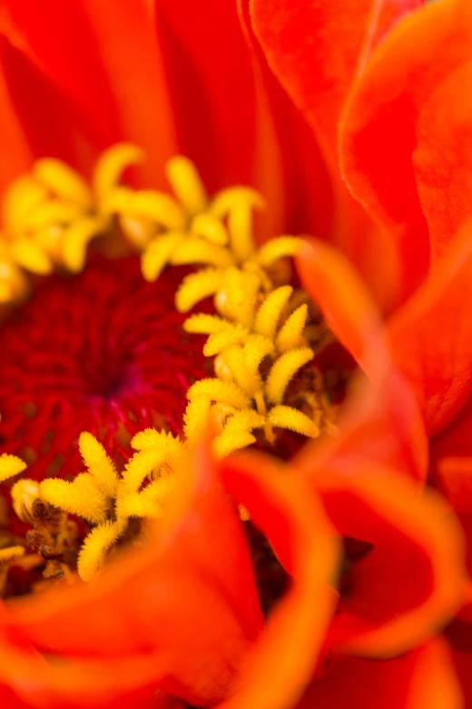 Free stock image of Orange Flower created by Alen
