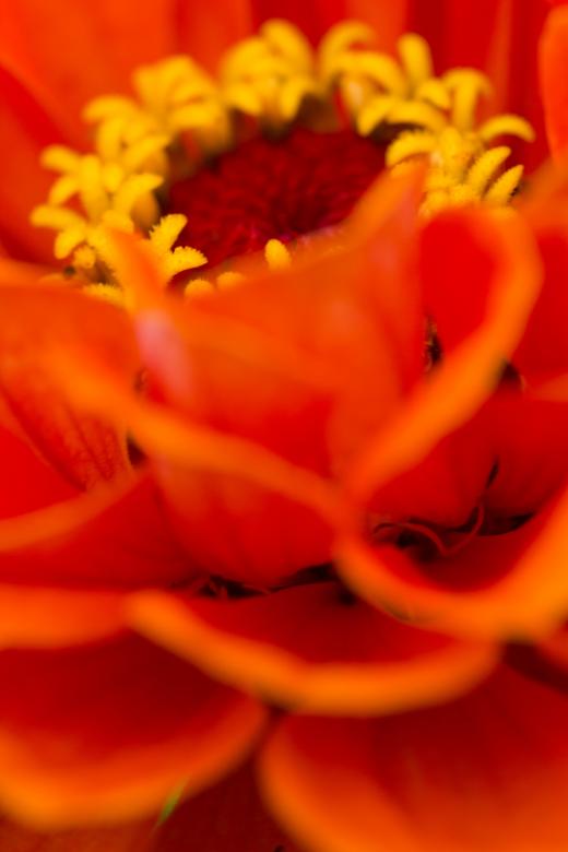 Free stock image of Orange Flower created by Alen