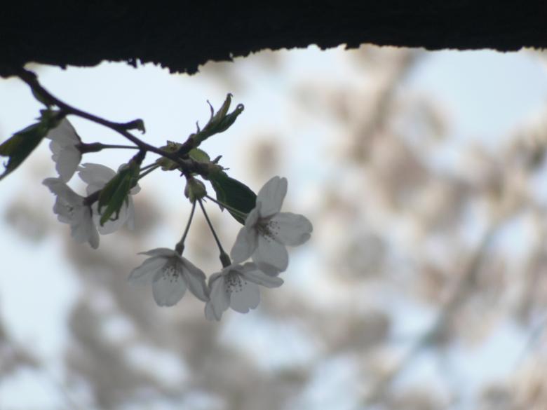 Free stock image of White cherry blossom flower created by Jeremy Low