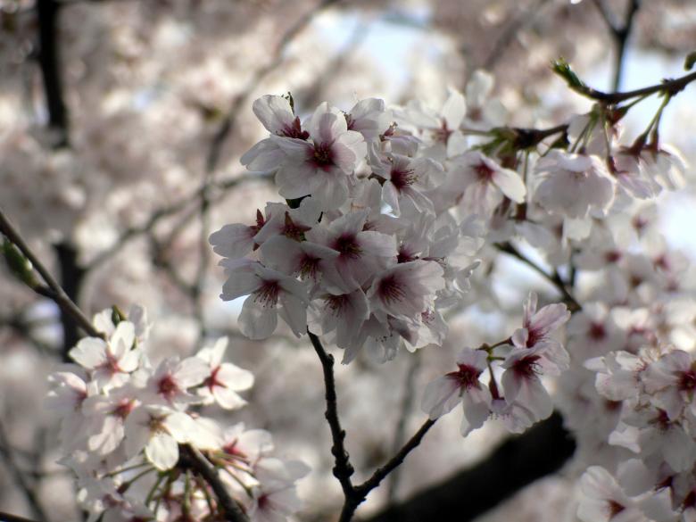 Free stock image of White cherry blossom flowers created by Jeremy Low