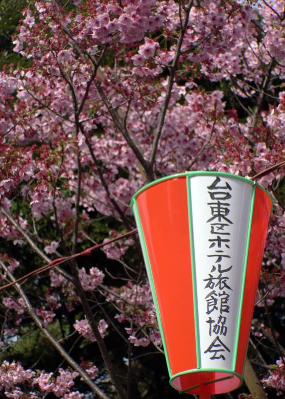 Free stock image of Festival lanterns with pink cherry bloss created by Jeremy Low