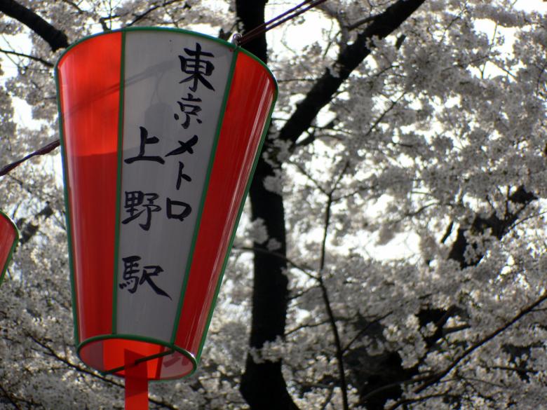 Free stock image of Festival lanterns with cherry blossom created by Jeremy Low
