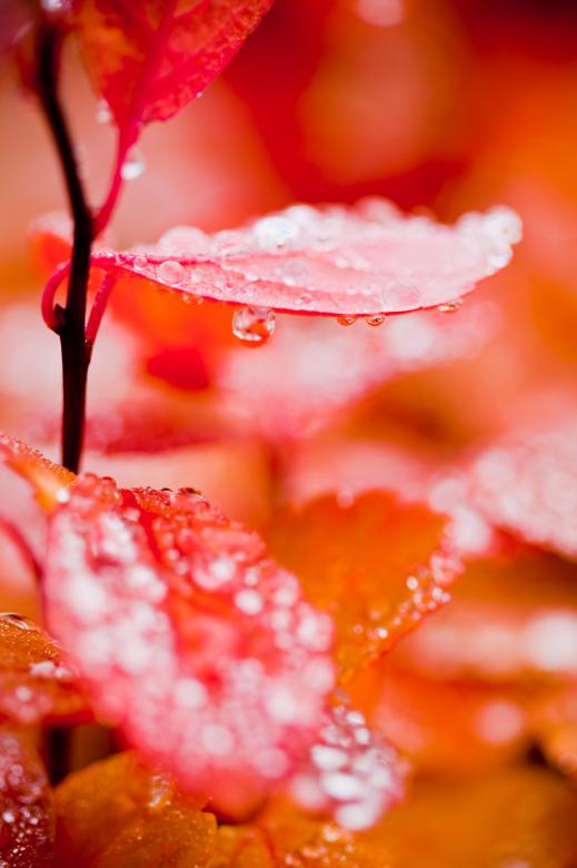 Free stock image of Red Leaf with Droplets created by Bjorgvin