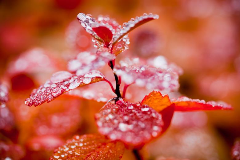 Free stock image of Red Autumn Foliage and Droplets created by Bjorgvin