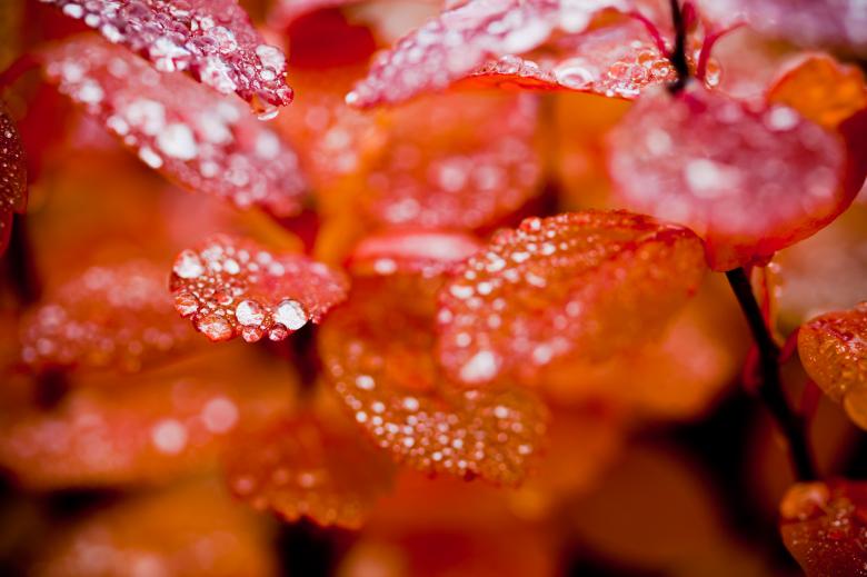 Free stock image of Red Foliage in Autumn with Droplets created by Bjorgvin