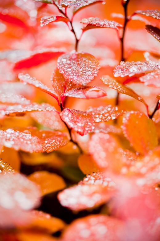 Free stock image of Wet Autumn Leafs after Rain created by Bjorgvin
