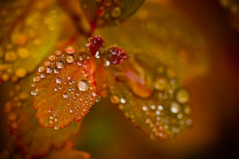 Free stock image of Autumn foliage created by Bjorgvin