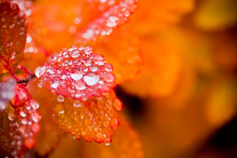 Free stock image of Autumn foliage created by Bjorgvin