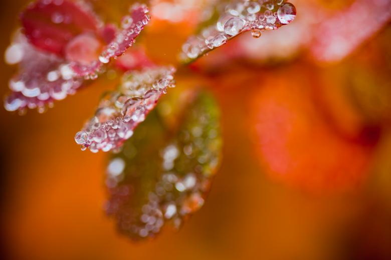 Free stock image of Wet Autumn Foliage created by Bjorgvin