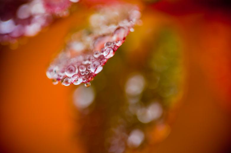 Free stock image of Wet Autumn Foliage Details created by Bjorgvin