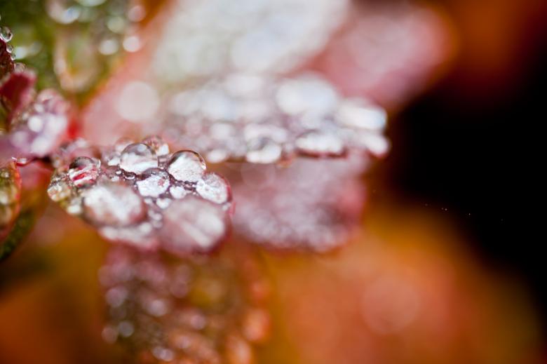 Free stock image of Droplets on Autumn Foliage created by Bjorgvin