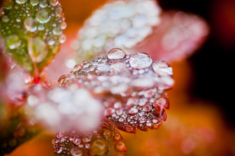 Free stock image of Autumn foliage with raindrops created by Bjorgvin