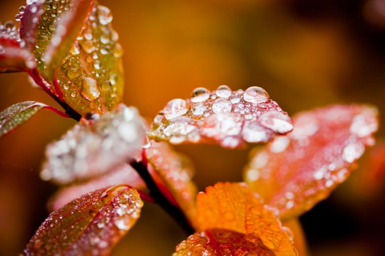 Free stock image of Raindrops on Autumn Foliage created by Bjorgvin