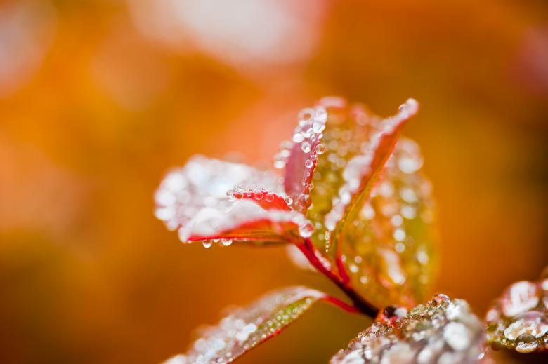 Free stock image of Wet Foliage in Autumn created by Bjorgvin