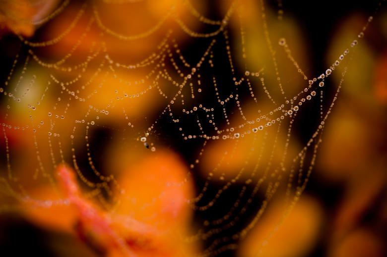 Free stock image of Wet spider web created by Bjorgvin