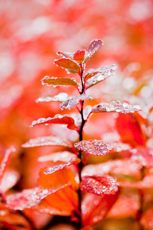 Free stock image of Red Autumn Foliage created by Bjorgvin