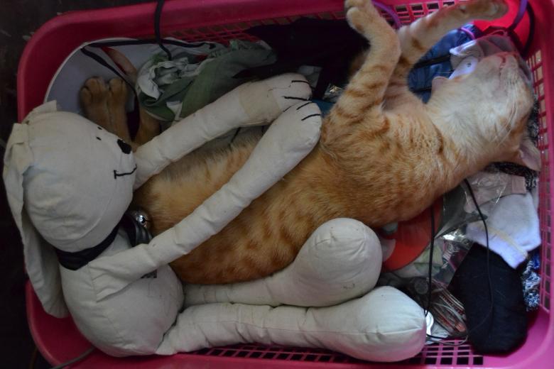 Free stock image of Cat in a basket created by Ryan Jhoe