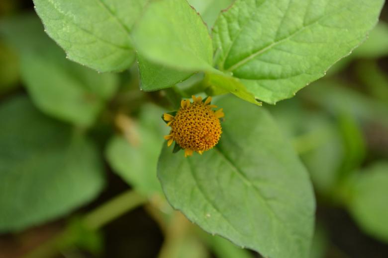 Free stock image of Tiny flower looks like wasp nest created by Ryan Jhoe