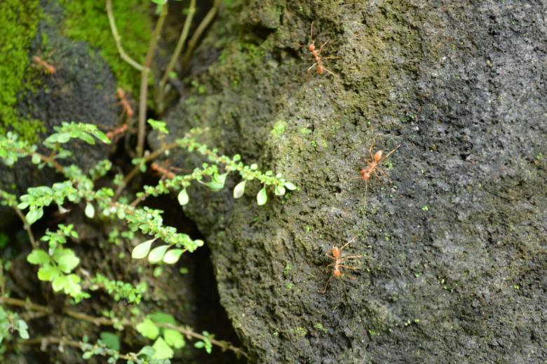 Free stock image of Tiny ants walking on a rock created by Ryan Jhoe