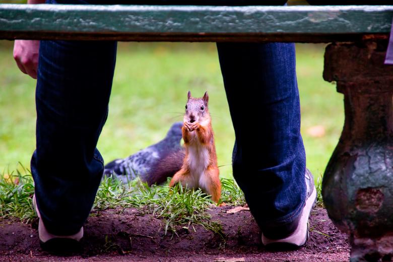Free stock image of Squirrel created by 2happy