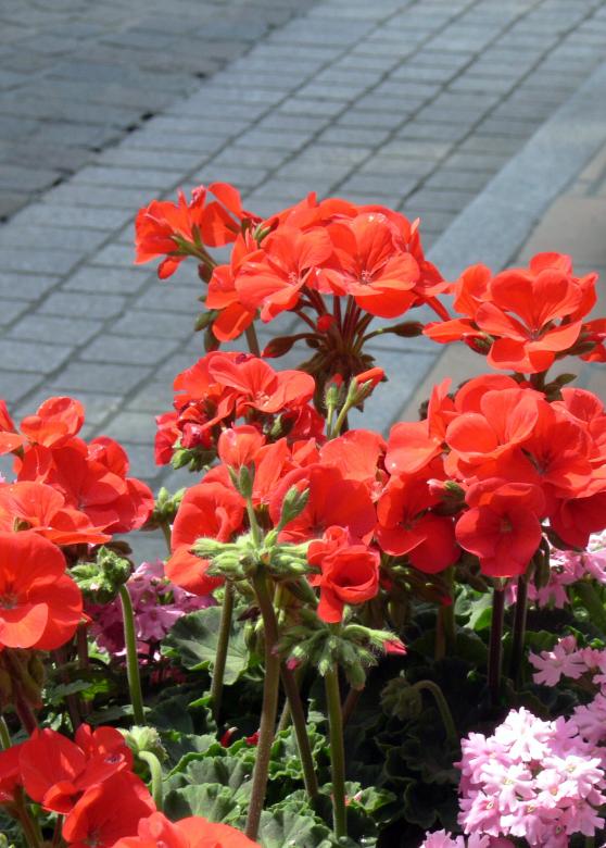 Free stock image of Red potted flowers created by Jeremy Low