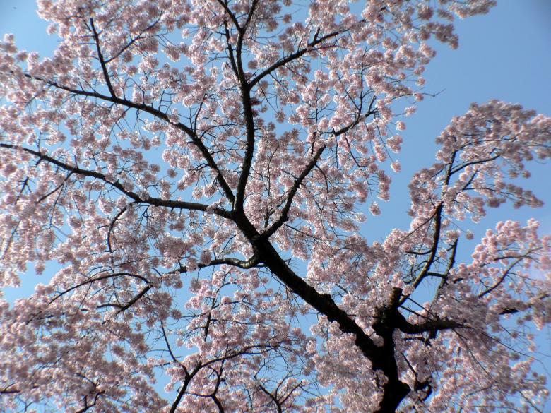 Free stock image of Awesome pink cherry blossom branch created by Jeremy Low