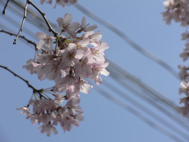 Free stock image of Pink white cherry blossom flowers created by Jeremy Low