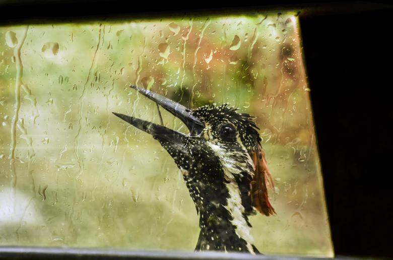 Free stock image of Hairy woodpecker created by DEEPU DAS